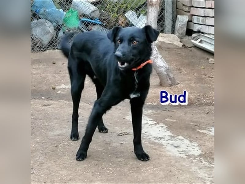 BUD sucht liebevolles Zuhause oder Pflegestelle