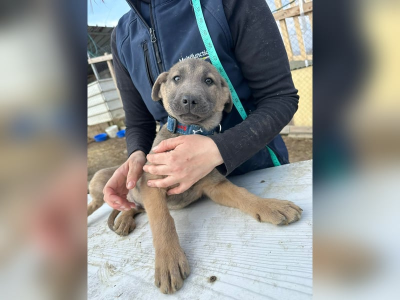 Xerox, süßer geht fast nicht