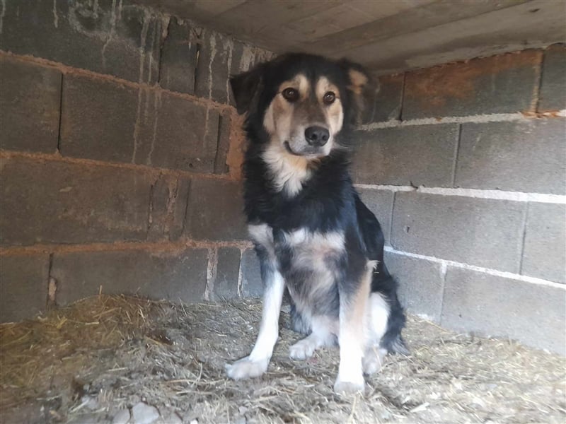 STELLA ❤ EILIG! sucht Zuhause oder Pflegestelle