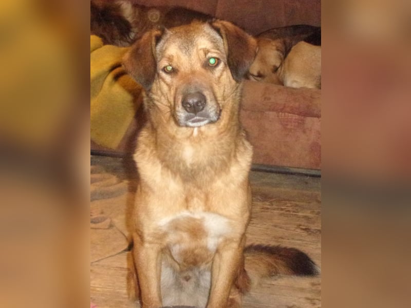 CARLOS ❤️ sucht Zuhause oder Pflegestelle
