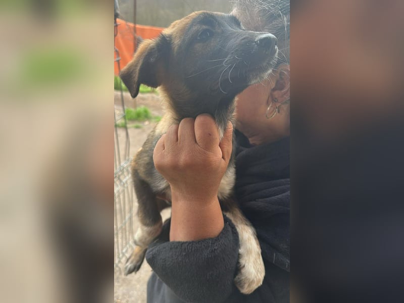 Alleen, kleine Schönheit sucht liebevolles Zuhause