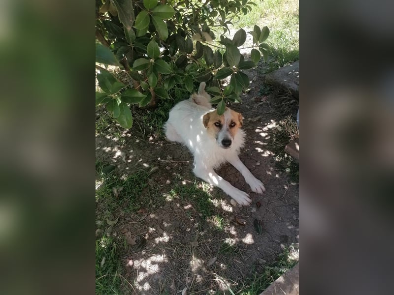 STEFFY ❤️ sucht Zuhause oder Pflegestelle