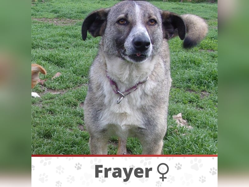 FRAYER ❤ sucht Zuhause oder Pflegestelle