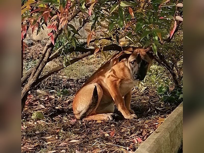 VALI ❤ sucht Zuhause oder Pflegestelle