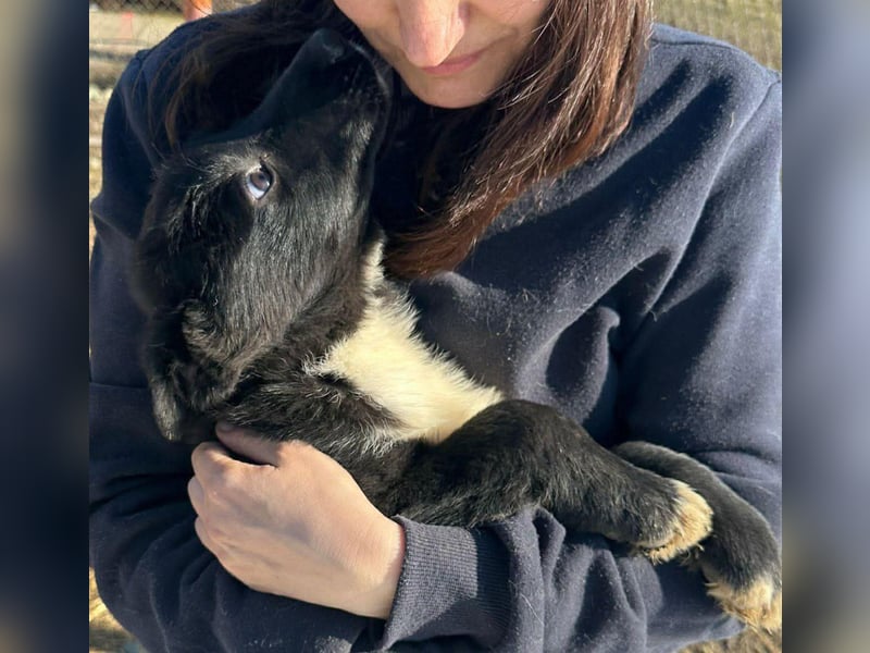 Wolle, lustiger Hundebub sucht sein Glück