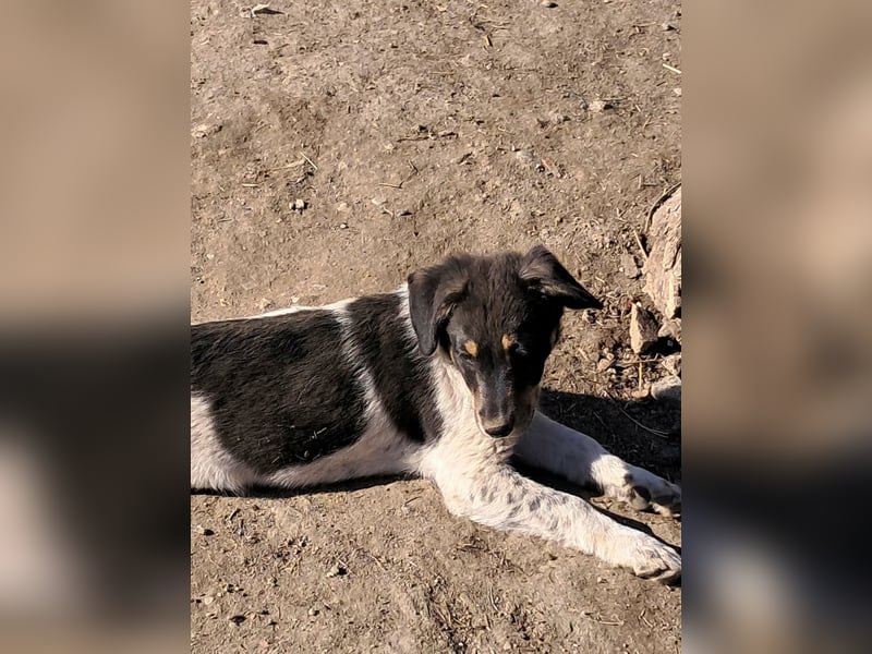 Vasko, hübscher Hundebub sucht liebevolle Menschen