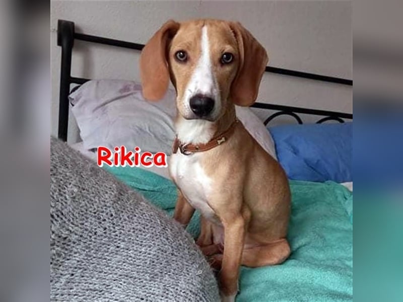 RIKICA ❤ sucht Zuhause oder Pflegestelle