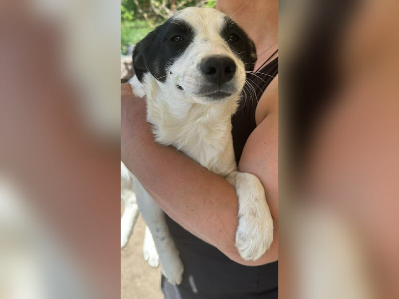 Amelia, kleines Hundefräulein sucht liebevolle Hände