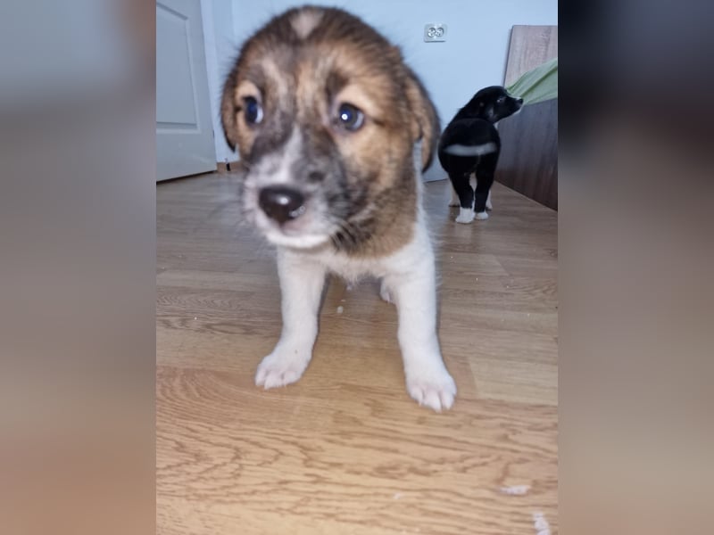 Titus sucht seine Menschen für immer