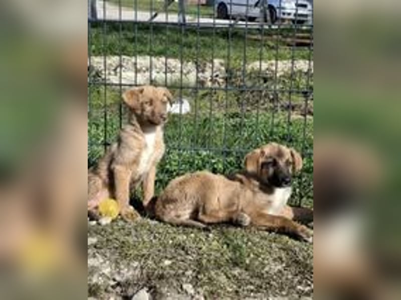 CALISY ❤ EILIG! sucht Zuhause oder Pflegestelle