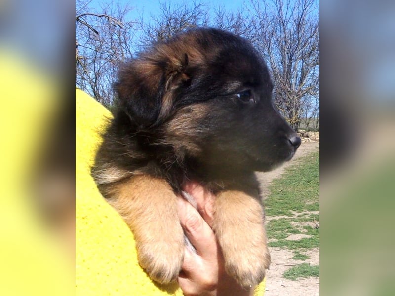 VESPA ❤ EILIG! sucht Zuhause oder Pflegestelle