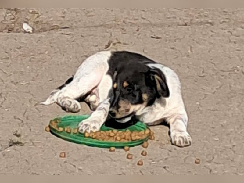 Vasko, hübscher Hundebub sucht liebevolle Menschen