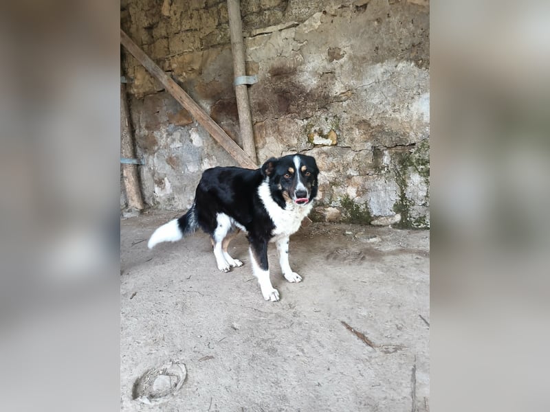 ASTRA❤ EILIG! sucht Zuhause oder Pflegestelle