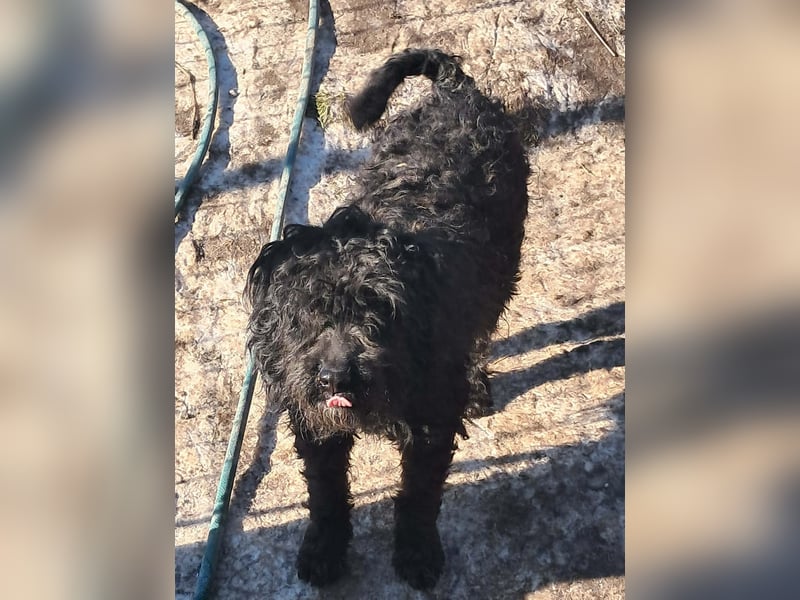 Milla, schwarzer Wuschel sucht Körbchen