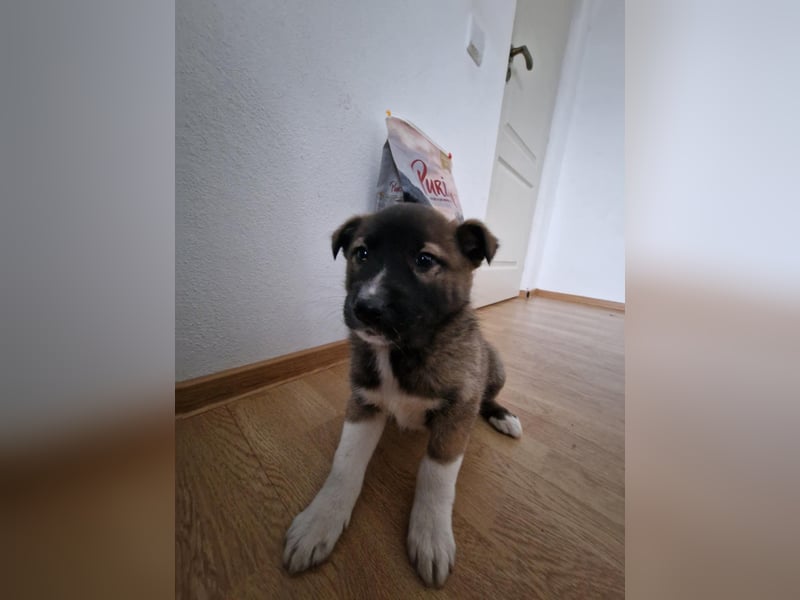 Timi, kleiner Hundemann sucht seine Menschen