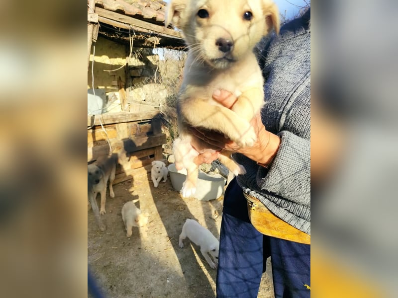 XILIA ❤  sucht Zuhause oder Pflegestelle