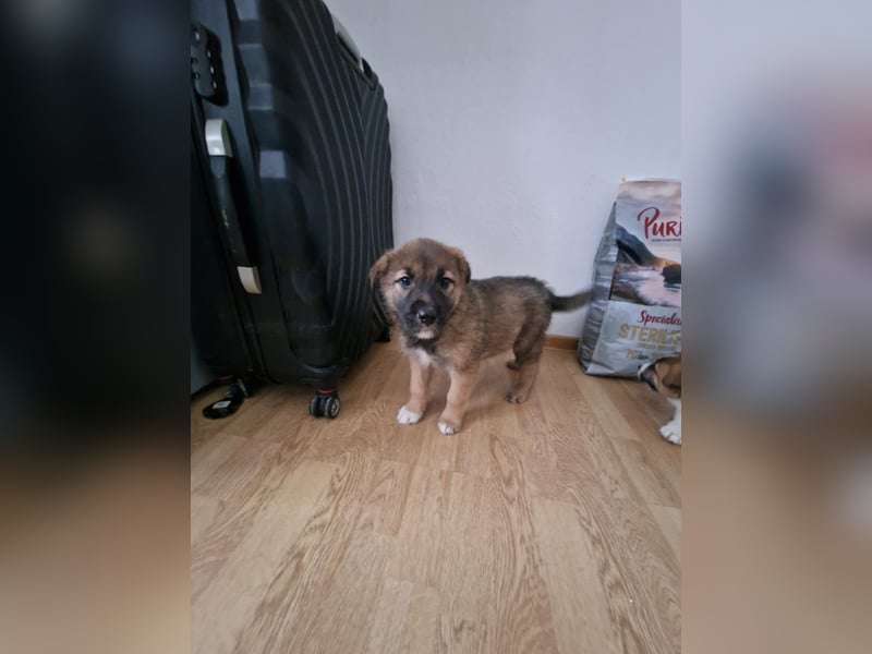 Tomi, kleiner Zwerg sucht sein passendes Körbchen