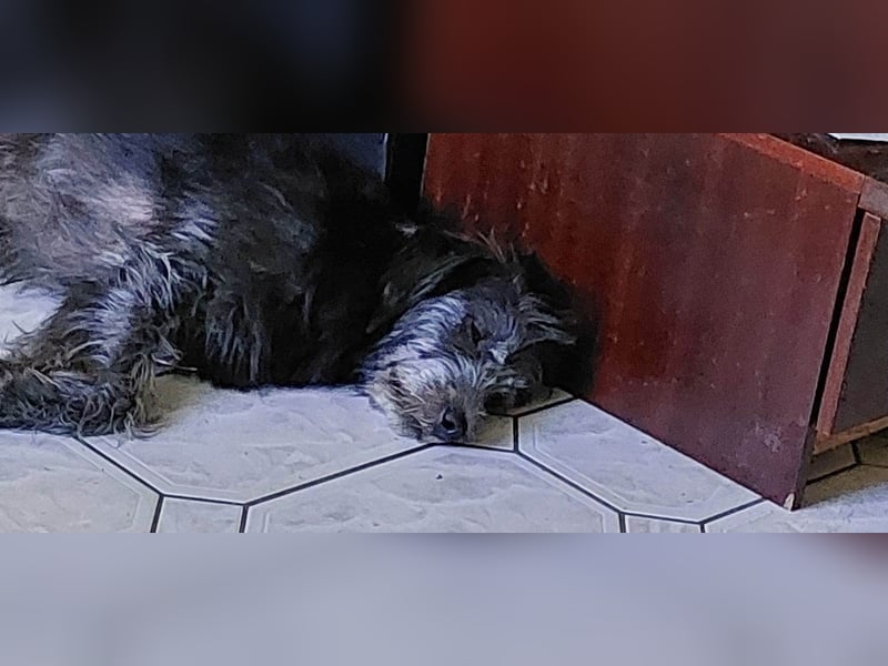 WESLEY ❤ (jetzt DJANGO)  wartet in 31275 Lehrte auf Dich