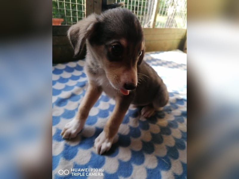 BASTIAN ❤ sucht Zuhause oder Pflegestelle