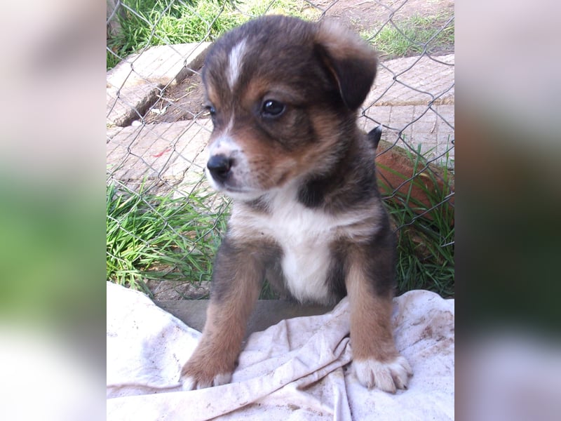 OREO ❤ EILIG! sucht Zuhause oder Pflegestelle