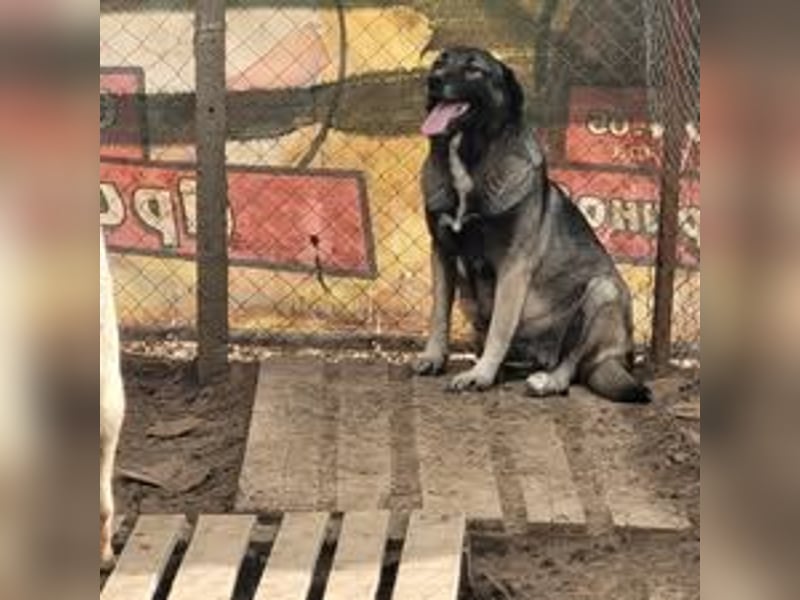 CHLEO ❤ sucht Zuhause oder Pflegestelle