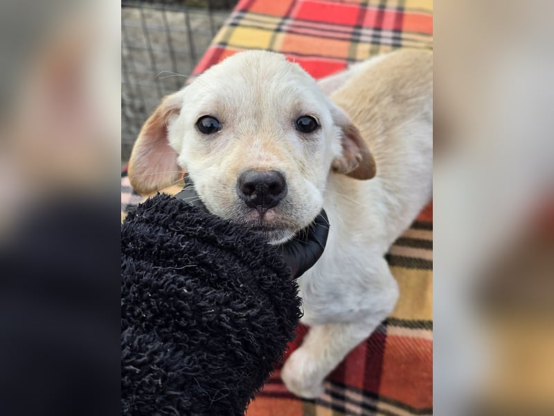 Daisy - zuckersüßes Hundemädchen