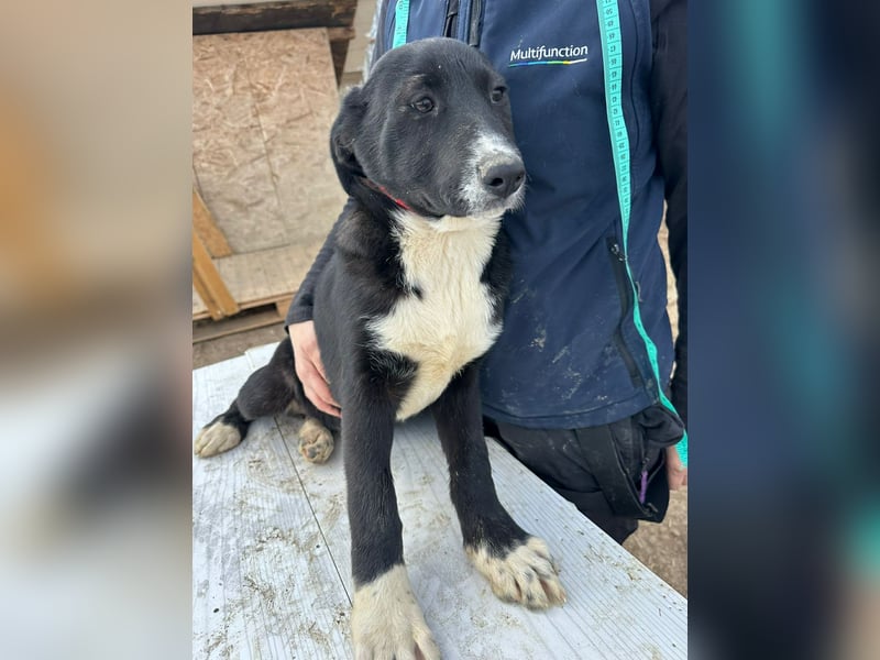 Woopy, wunderschönes Hundemädchen sucht zuverlässige Menschen