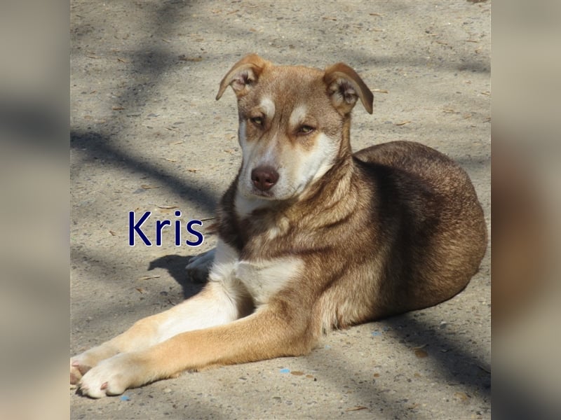 KRIS ❤ sucht Zuhause oder Pflegestelle