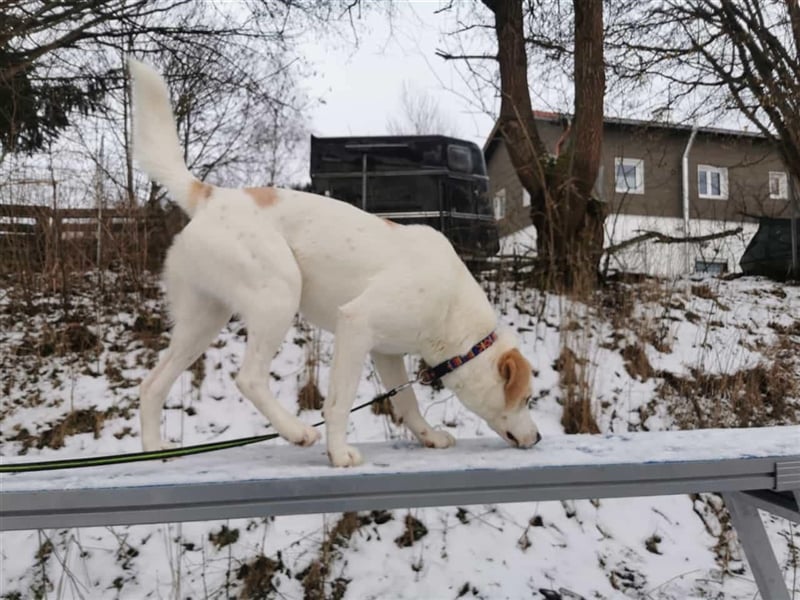 BRADY warete in 07806 Weira auf Dich