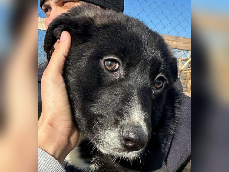 Woopy, wunderschönes Hundemädchen sucht zuverlässige Menschen