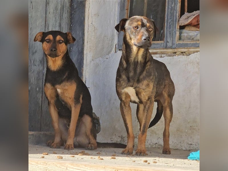 TRENJO ❤ EILIG! sucht Zuhause oder Pflegestelle