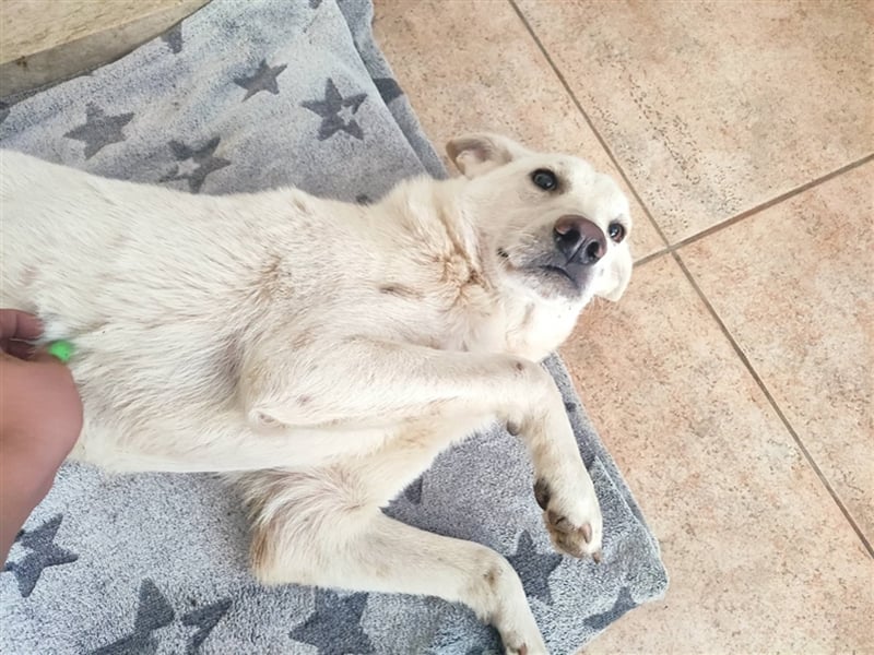 KEVIN ❤ EILIG!!! sucht: Zuhause oder Pflegestelle