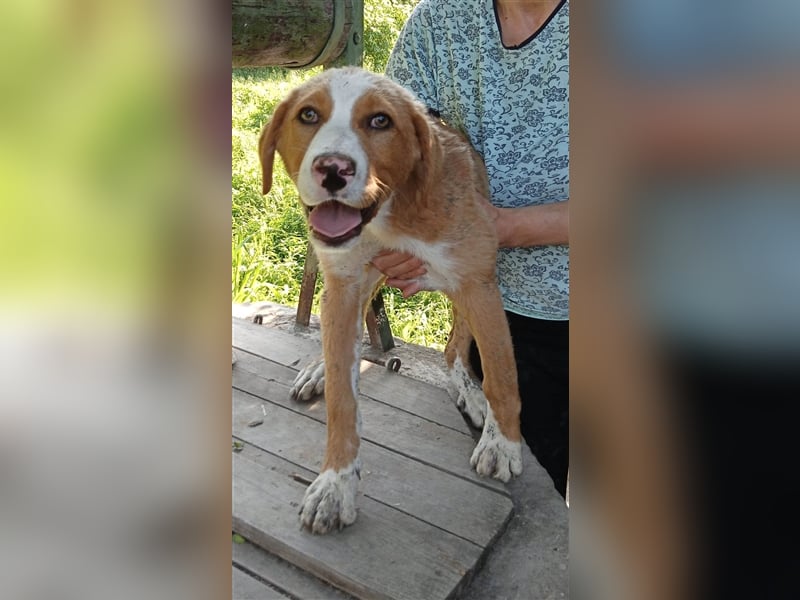 SELY ❤ sucht Zuhause oder Pflegestelle