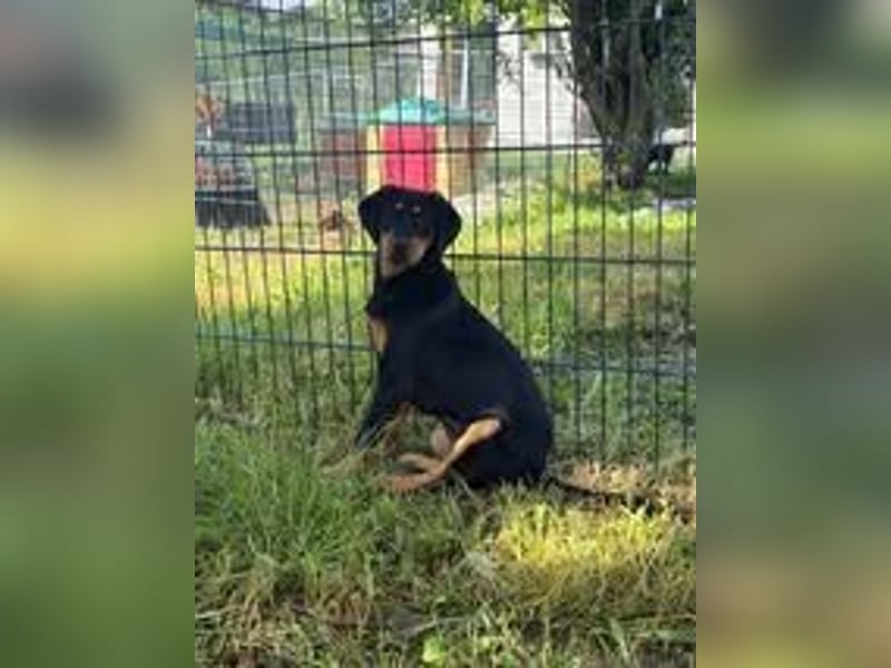 ELLY ❤ EILIG! sucht Zuhause oder Pflegestelle
