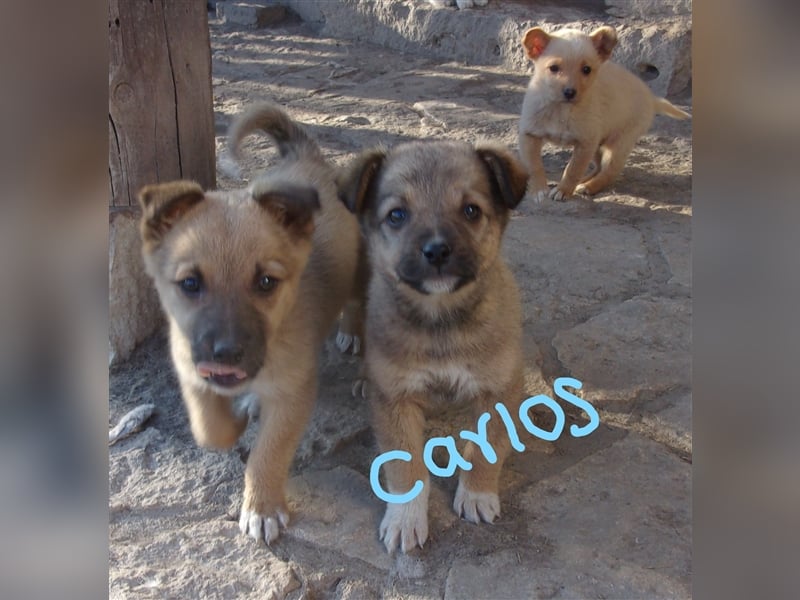 CARLOS ❤ sucht Zuhause oder Pflegestelle