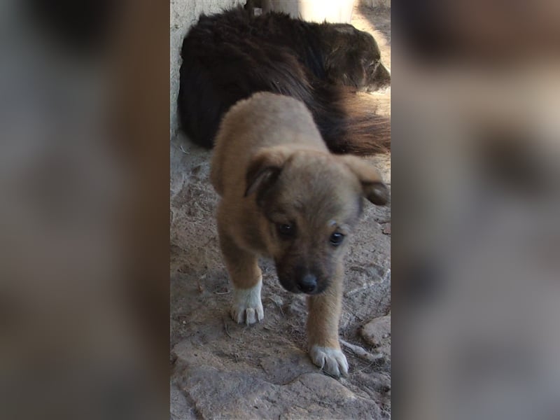 CARLOS ❤ sucht Zuhause oder Pflegestelle