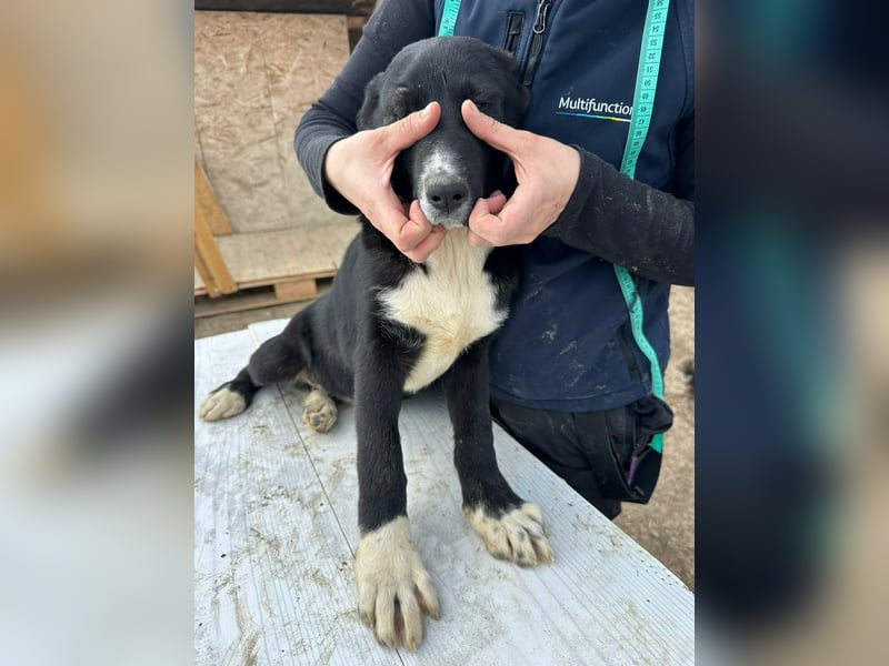 Woopy, wunderschönes Hundemädchen sucht zuverlässige Menschen