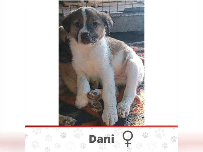 DANI ❤️  wartet in 38723 Seesen auf Dich