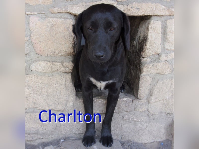 CHARLTON ❤ sucht Zuhause oder Pflegestelle