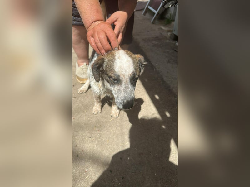 Ani, kleines Hundemädchen sucht ihre Menschen