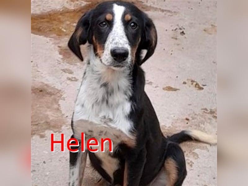 HELEN ❤ sucht Zuhause oder Pflegestelle