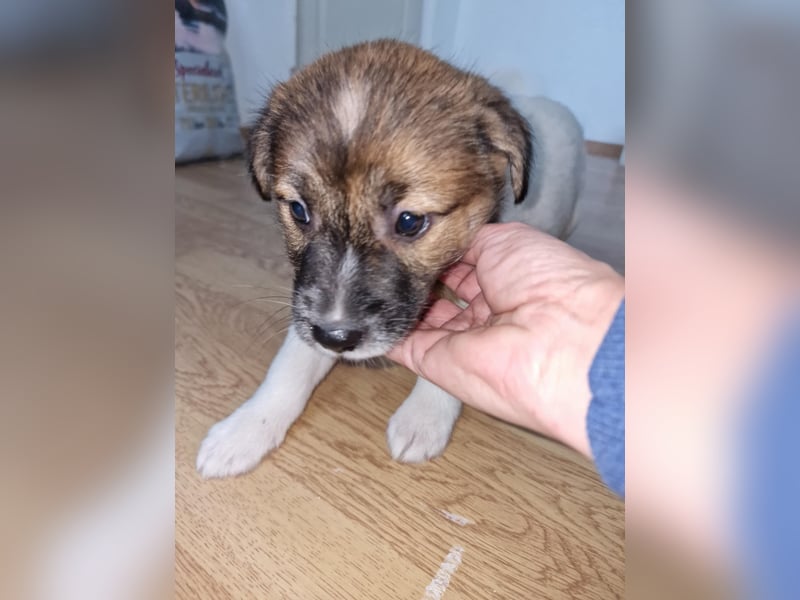 Titus sucht seine Menschen für immer