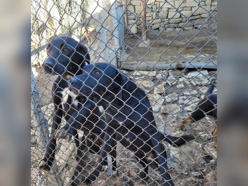 GUSTO ❤ EILIG! sucht Zuhause oder Pflegestelle