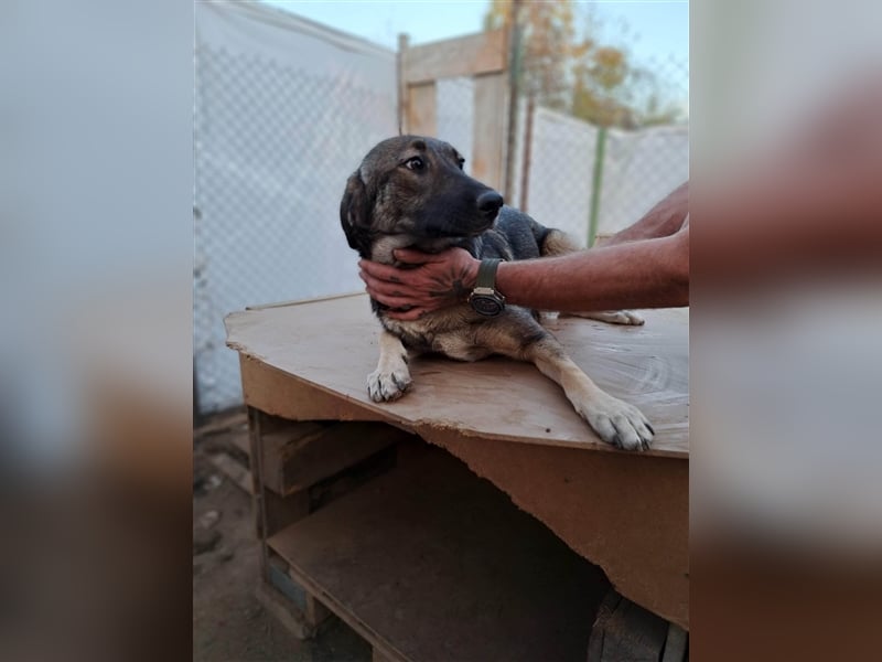 ISKRA ❤ EILIG sucht Zuhause oder Pflegestelle