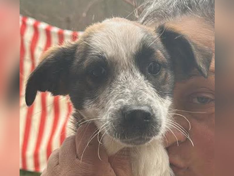 Ani, kleines Hundemädchen sucht ihre Menschen