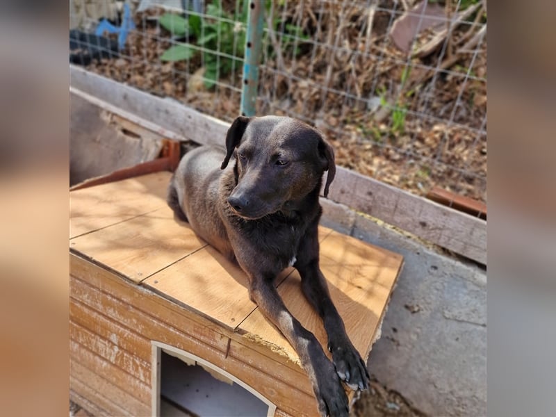 FIGARO ❤ sucht Zuhause oder Pflegestelle