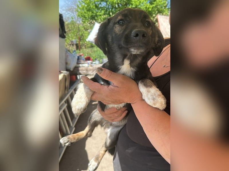 Alleen, kleine Schönheit sucht liebevolles Zuhause