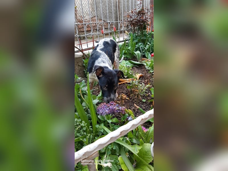 TINA ❤ sucht Zuhause oder Pflegestelle