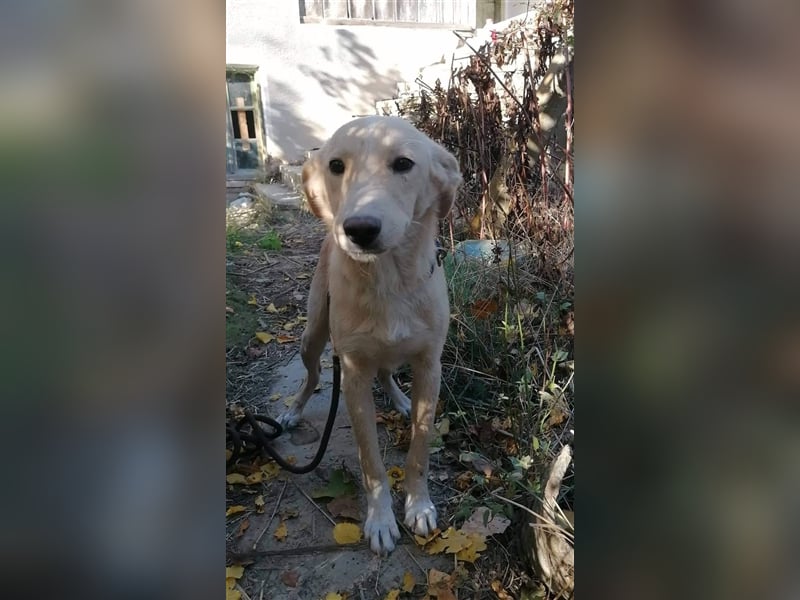 BASTOS ❤ sucht Zuhause oder Pflegestelle