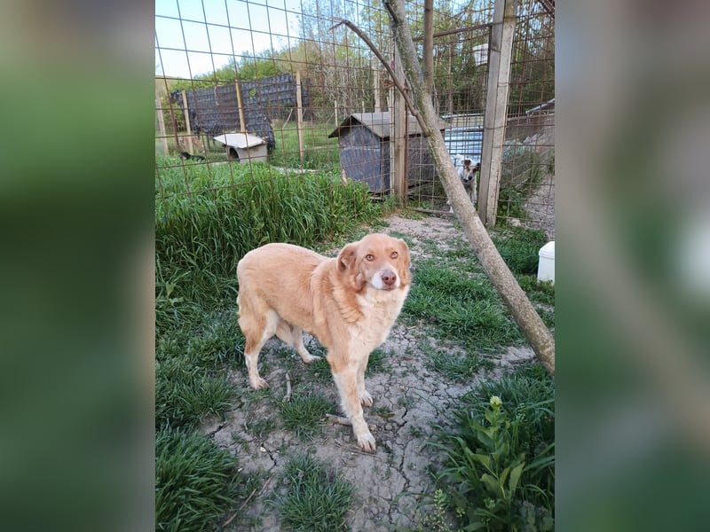 DIANA❤ EILIG! sucht Zuhause oder Pflegestelle